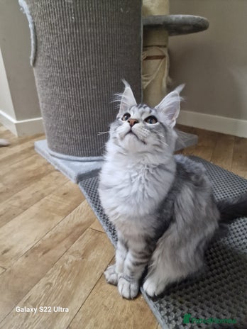 Maine Coon cats - Advert 1