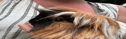Guinea Pig rodents for sale: Make Guinea pigs  - Advert 5