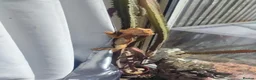 Bearded Dragon reptiles for sale: Baby Bearded Dragons - Advert 3