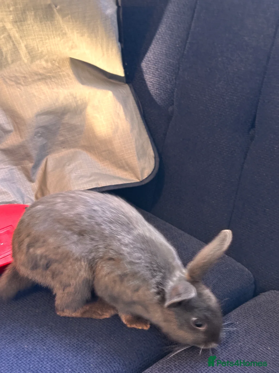 Mixed Breed rabbits for sale: Rabbits - Advert 7