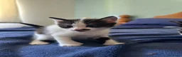 Mixed Breed cats for sale: 3 kittens for sale - 2 are rare polydactyl  - Advert 11