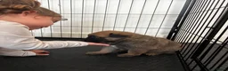 Mixed Breed dogs for sale: Malinois x GSD Puppies ONLY 2 Males Ready To Leave - Advert 35