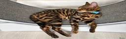 Bengal cats for sale: Young TICA Bengal boys seeking their families - Advert 4