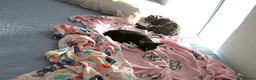 Domestic Shorthair cats for sale: Adorable bonded brothers in Birmingham - Advert 2