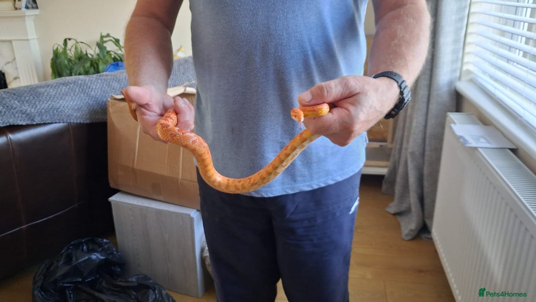 Corn Snake reptiles for sale: 2 Corn Snakes. Think 1 male & 1 female - Image 3