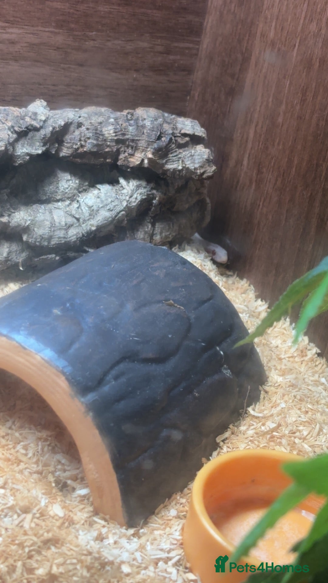 Corn Snake reptiles for sale: Avalanche cornsnake  - Advert 1