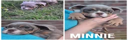 English Bulldog dogs for sale: Fully Vaccinated Ready To leave English Bulldog - Advert 6