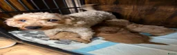 Maltipoo dogs for sale: MALTIPOOS RED  - Advert 15