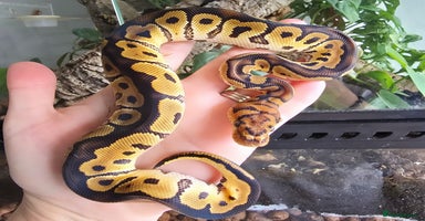 Python Snake reptiles - Advert 4