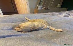 Cockapoo dogs for sale: Beautiful puppies in time for  ** ! 🐶 🥰  **   - Image 10