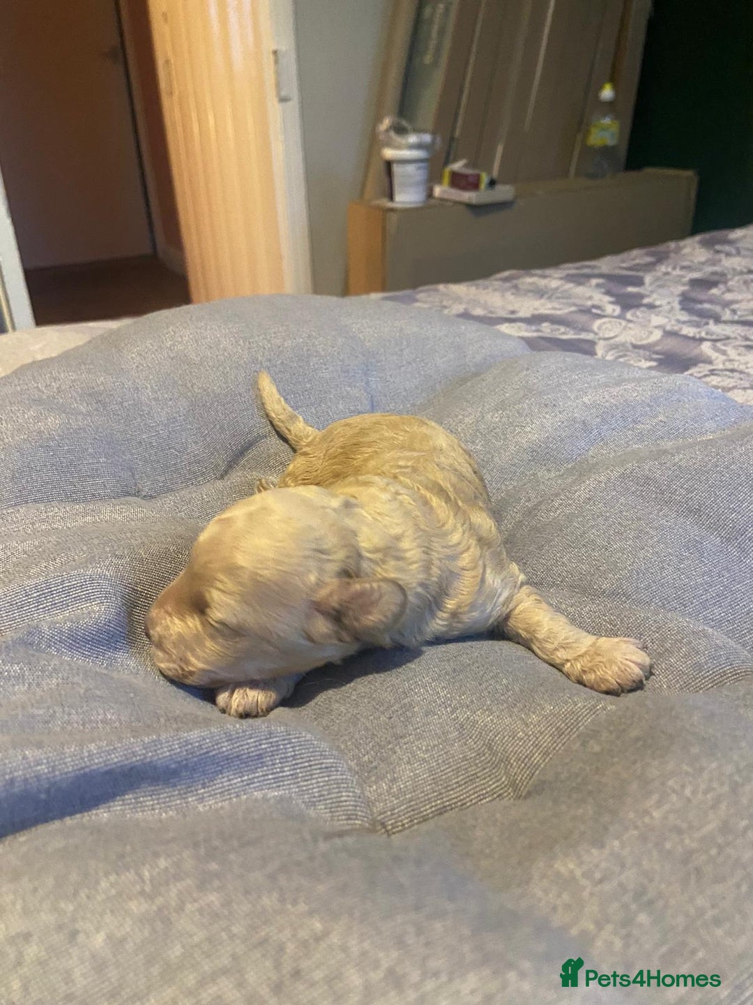 Cockapoo dogs for sale: Beautiful puppies in time for  ** ! 🐶 🥰  **   - Image 10