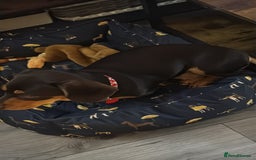 Mixed Breed dogs for sale: Standard Dashund x  - Image 6