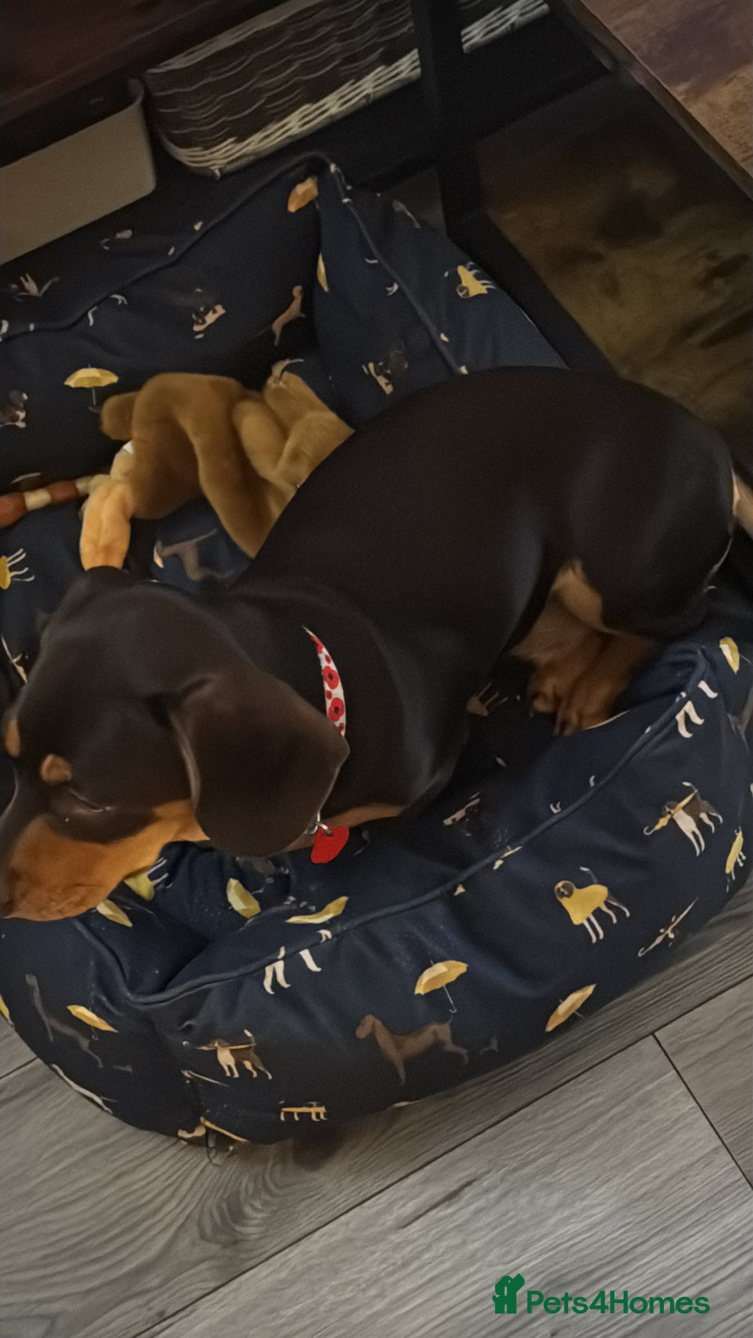 Mixed Breed dogs for sale: Standard Dashund x  - Image 6