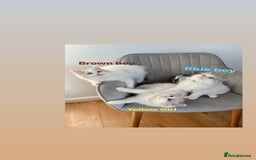 Ragdoll cats for sale: Beautiful Bi Colour Ragdoll - Image 8