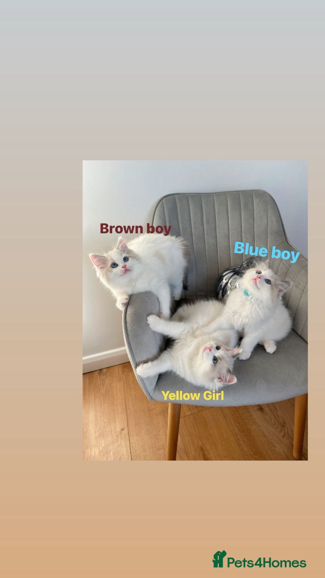 Ragdoll cats for sale: Beautiful Bi Colour Ragdoll - Image 8
