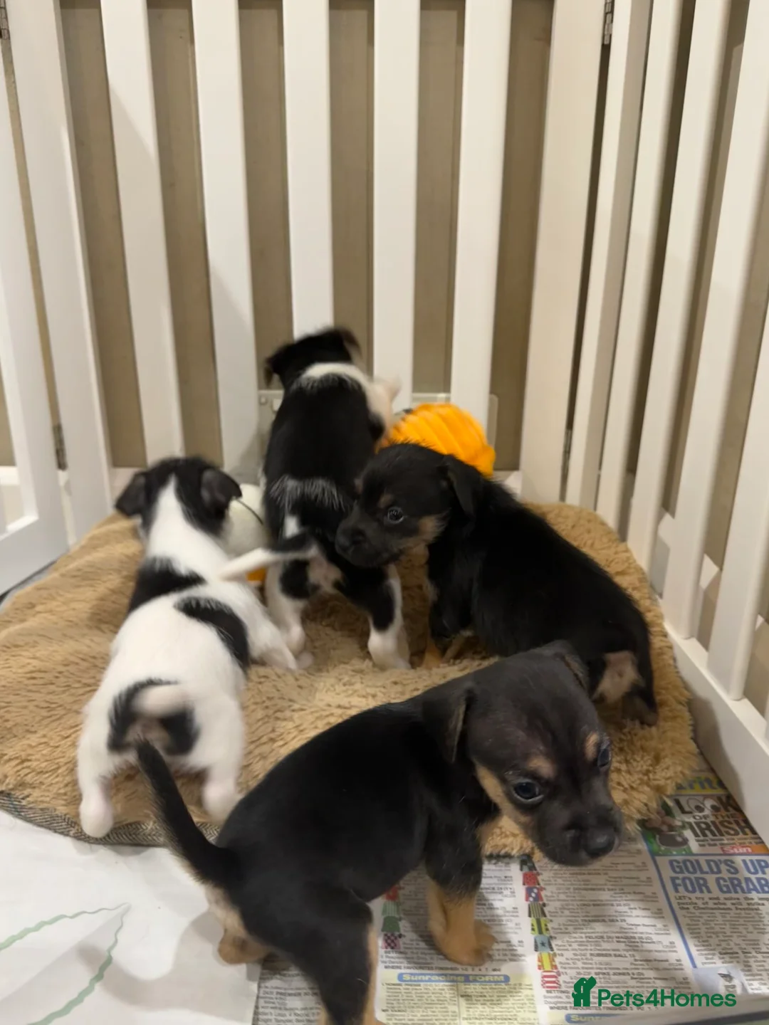 Mixed Breed dogs for sale: Norfolk terrier x Jack Russell puppies  - Advert 5