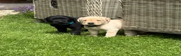 Labrador Retriever dogs for sale: Healthy puppies waiting loved by a new family  in Cheltenham - Advert 7