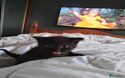 Bengal cats for sale: 3 male cross bengals - Image 5