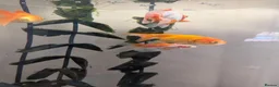 Fancy Goldfish fish for sale: 4 Fancy Goldfish for sale - Advert 6