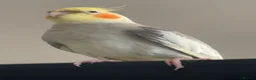 Cockatiels birds for sale: 2 loving cockatiels  - Advert 6