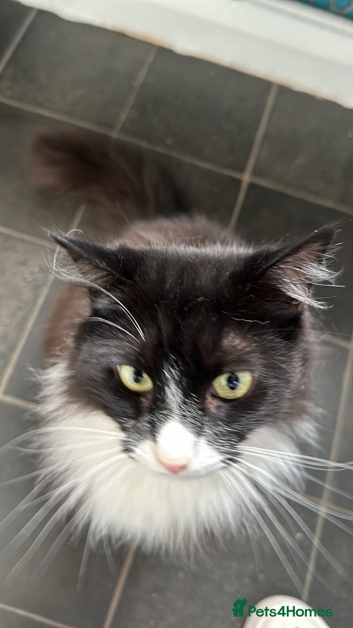 Mixed Breed cats Lovely male cat for good home - Advert 1
