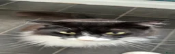 Mixed Breed cats for sale: Lovely male cat for good home - Advert 1
