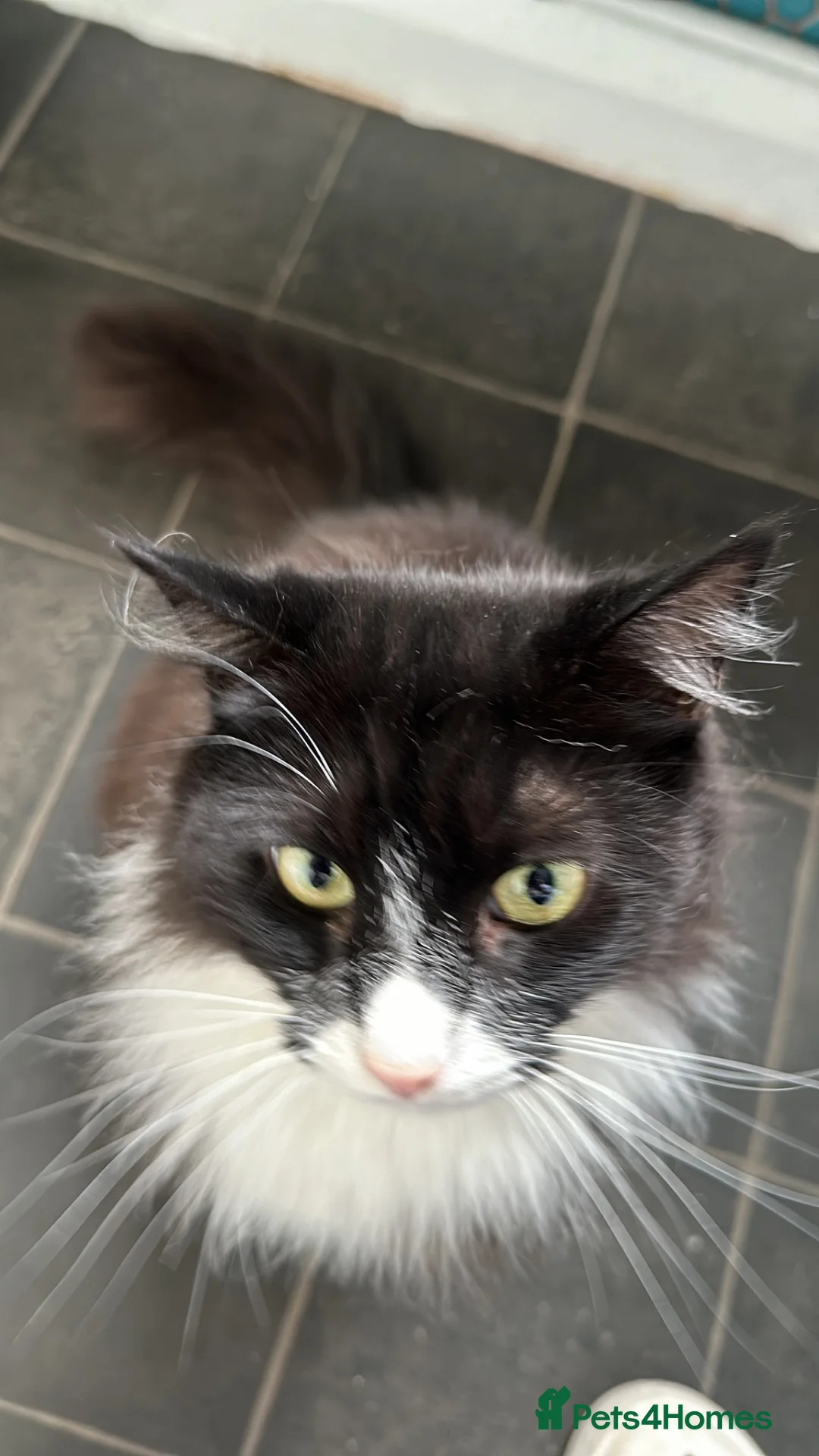 Mixed Breed cats for sale: Lovely male cat for good home - Advert 1