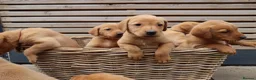 Labrador Retriever dogs for sale: Beautiful KC Registered Labrador Puppies - Advert 12