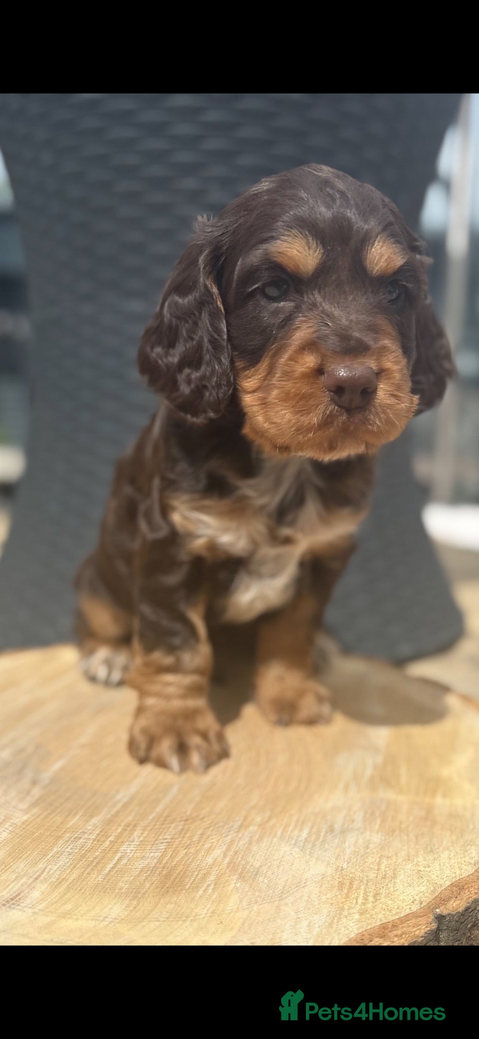 Cocker Spaniel dogs Working cocker spaniels  - Advert 10