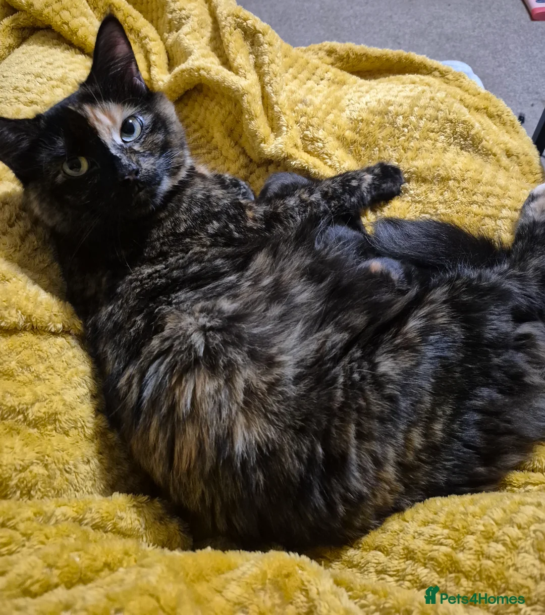 Mixed Breed cats for sale: 2 beautiful tortoiseshell kittens - Advert 12