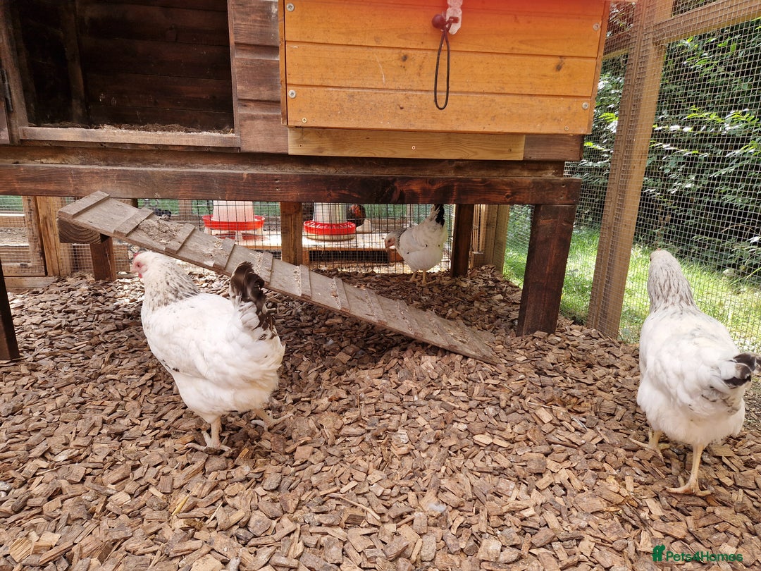 Chickens poultry for sale: Hybrid Chickens for sale  - Image 5
