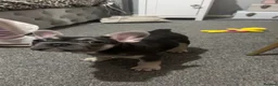 French Bulldog dogs for sale: blue male and female french bulldog puppies - Advert 6