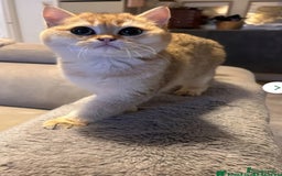 British Shorthair cats for sale: Ative GCCF Golden british short hair  - Image 3