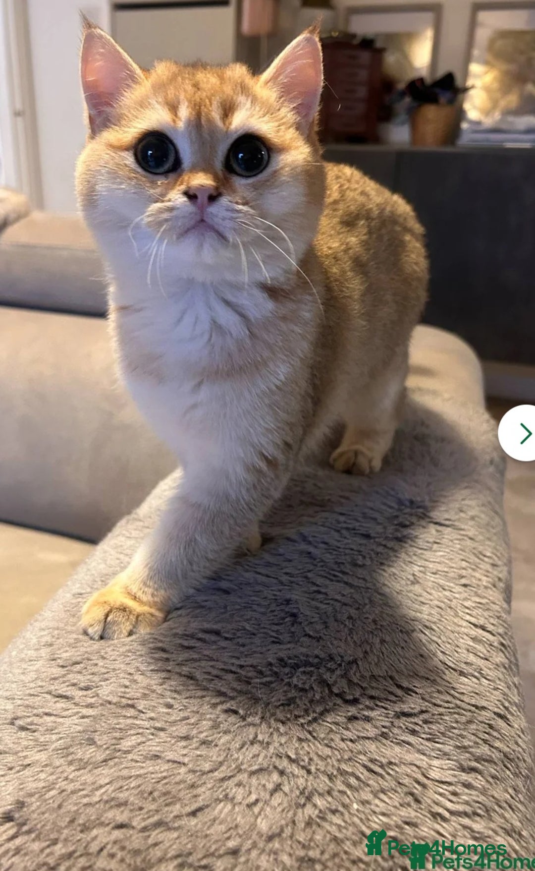 British Shorthair cats for sale: Ative GCCF Golden british short hair  - Image 3