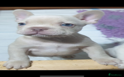 French Bulldog dogs for stud: Solid blue Merle platinum carrying testable and L1 in Aberdeen - Image 10
