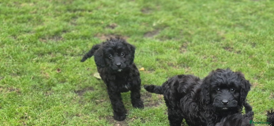 Cockapoo dogs for sale: Cockapoo pups - Image 9