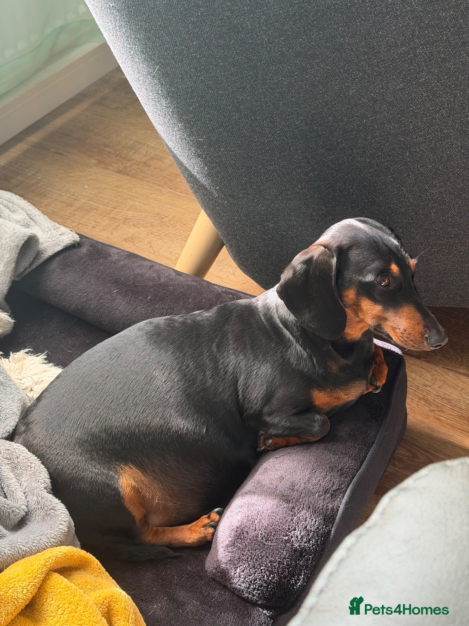 Dachshund dogs 7 Puppies Available  - Advert 1