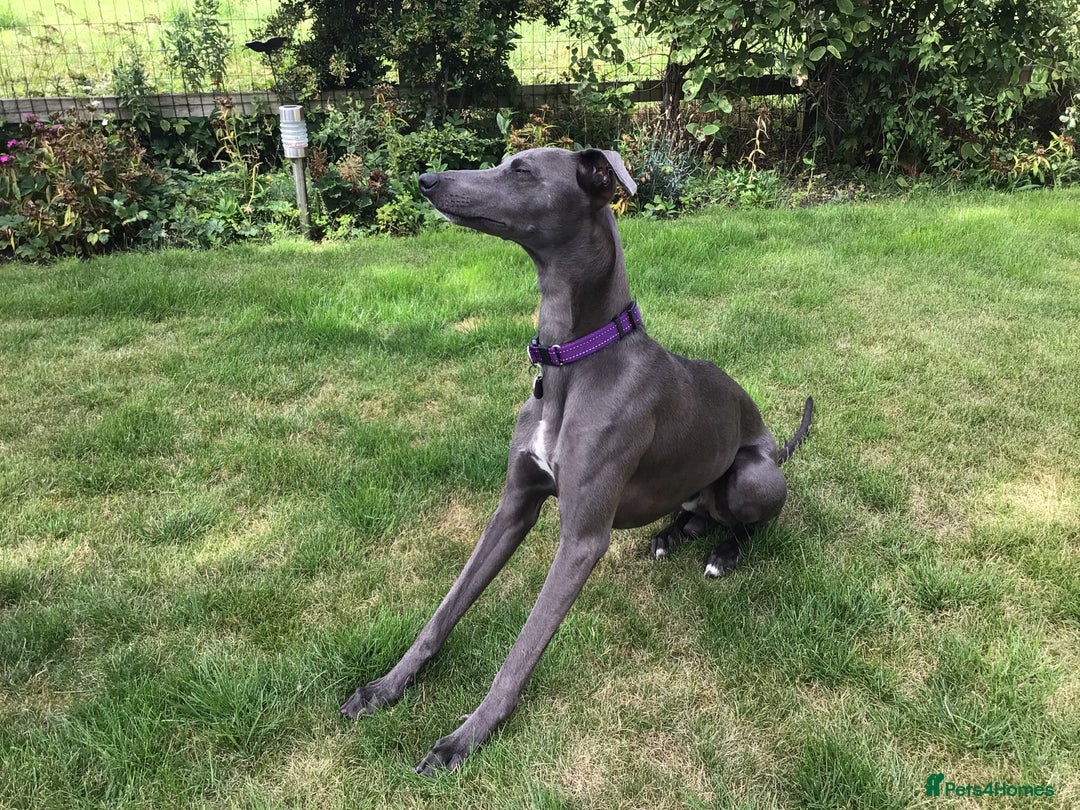Whippet dogs for sale: Male Whippet puppy  - Image 5