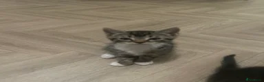 Mixed Breed Kitten 2