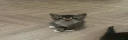 Mixed Breed cats for sale: Gorgeous kittens for sale  - Advert 8