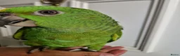 Parrots birds for sale: Baby yellow naped amazon - Advert 2
