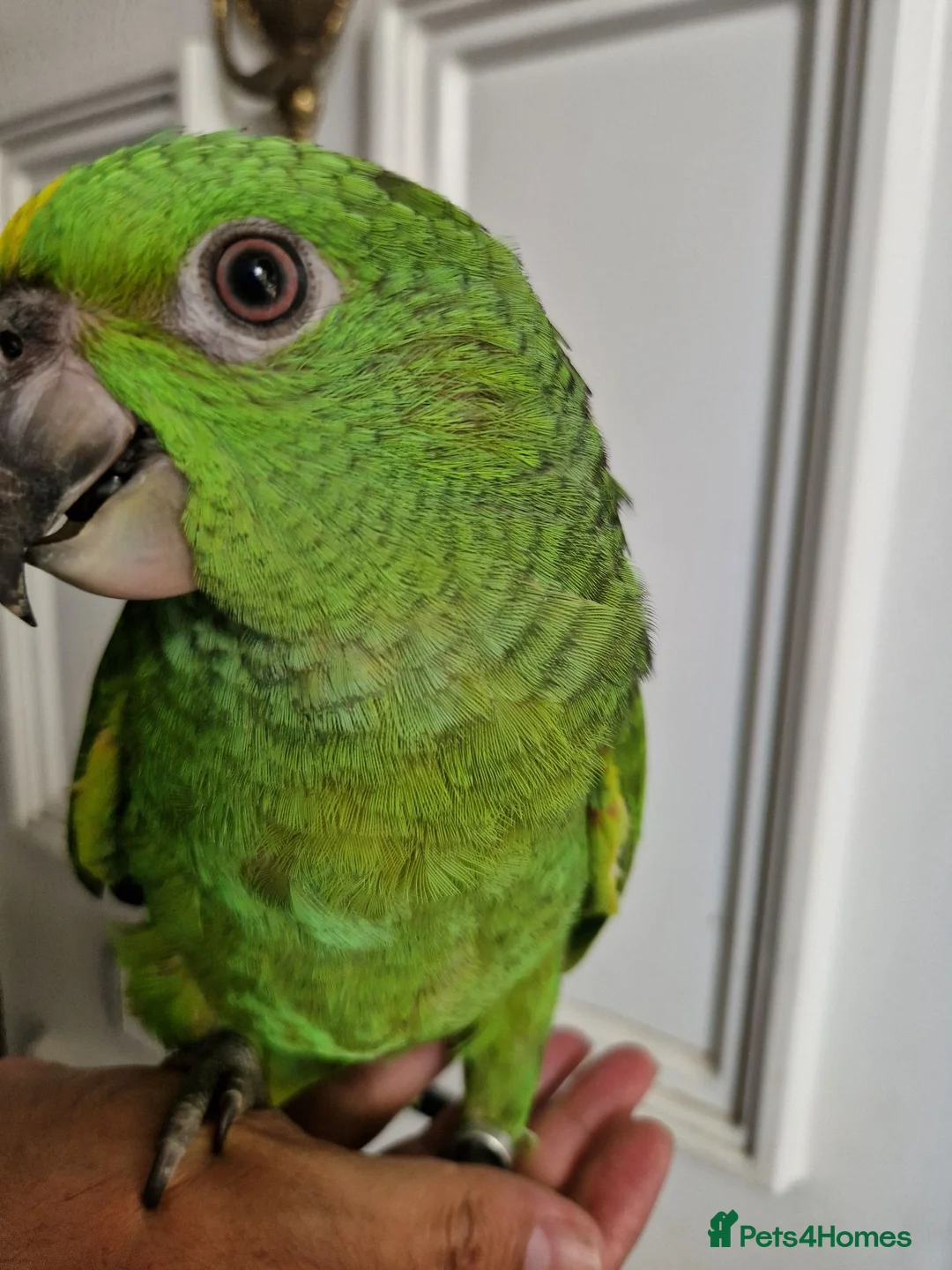 Parrots birds for sale: Baby yellow naped amazon - Advert 2