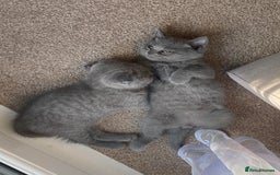 Scottish Fold cats for sale: Gorgeous Scottish Kittens - Image 5