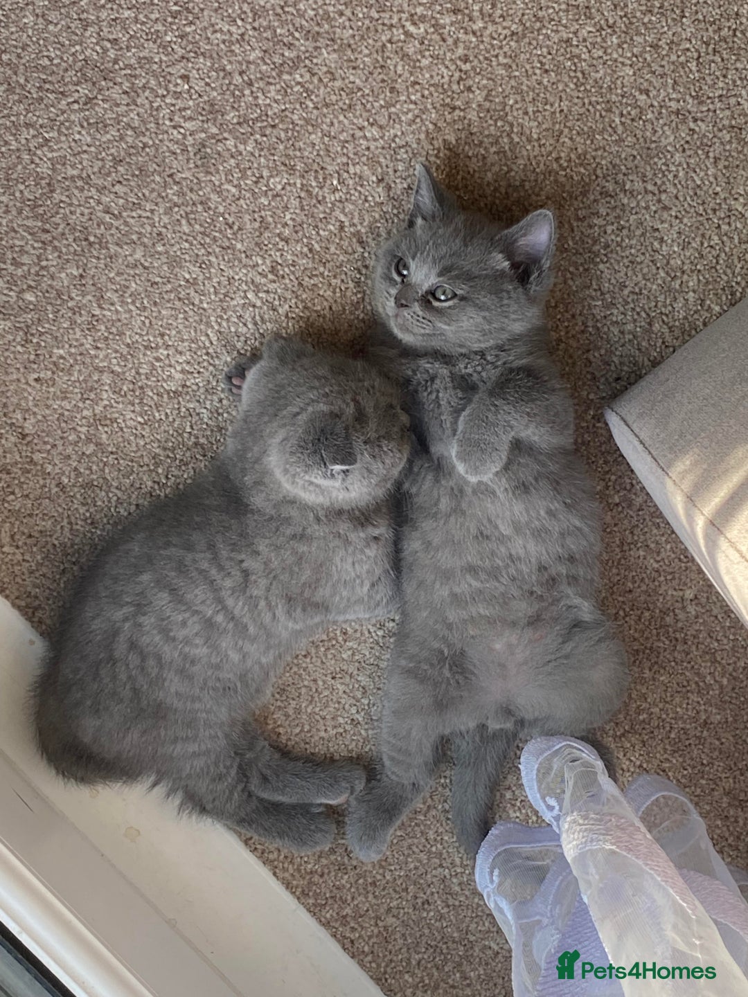 Scottish Fold cats for sale: Gorgeous Scottish Kittens - Image 5