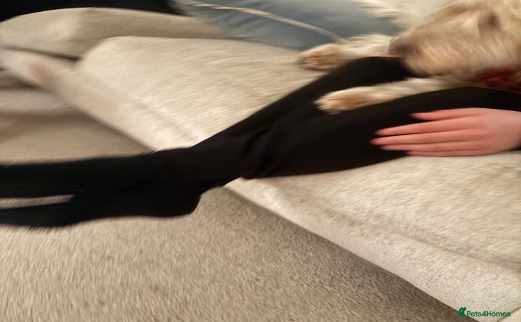 Cockapoo dogs ADORABLE 10 MONTH OLD COCKAPOO PUPPY FOR SALE - Advert 3