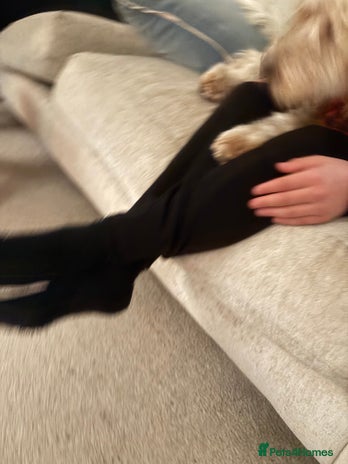 Cockapoo dogs ADORABLE 10 MONTH OLD COCKAPOO PUPPY FOR SALE - Advert 3