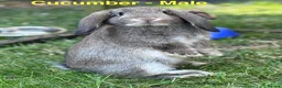 Mini Lop rabbits for sale: Mini Lop Baby Boys - Ready to leave now.  - Advert 2