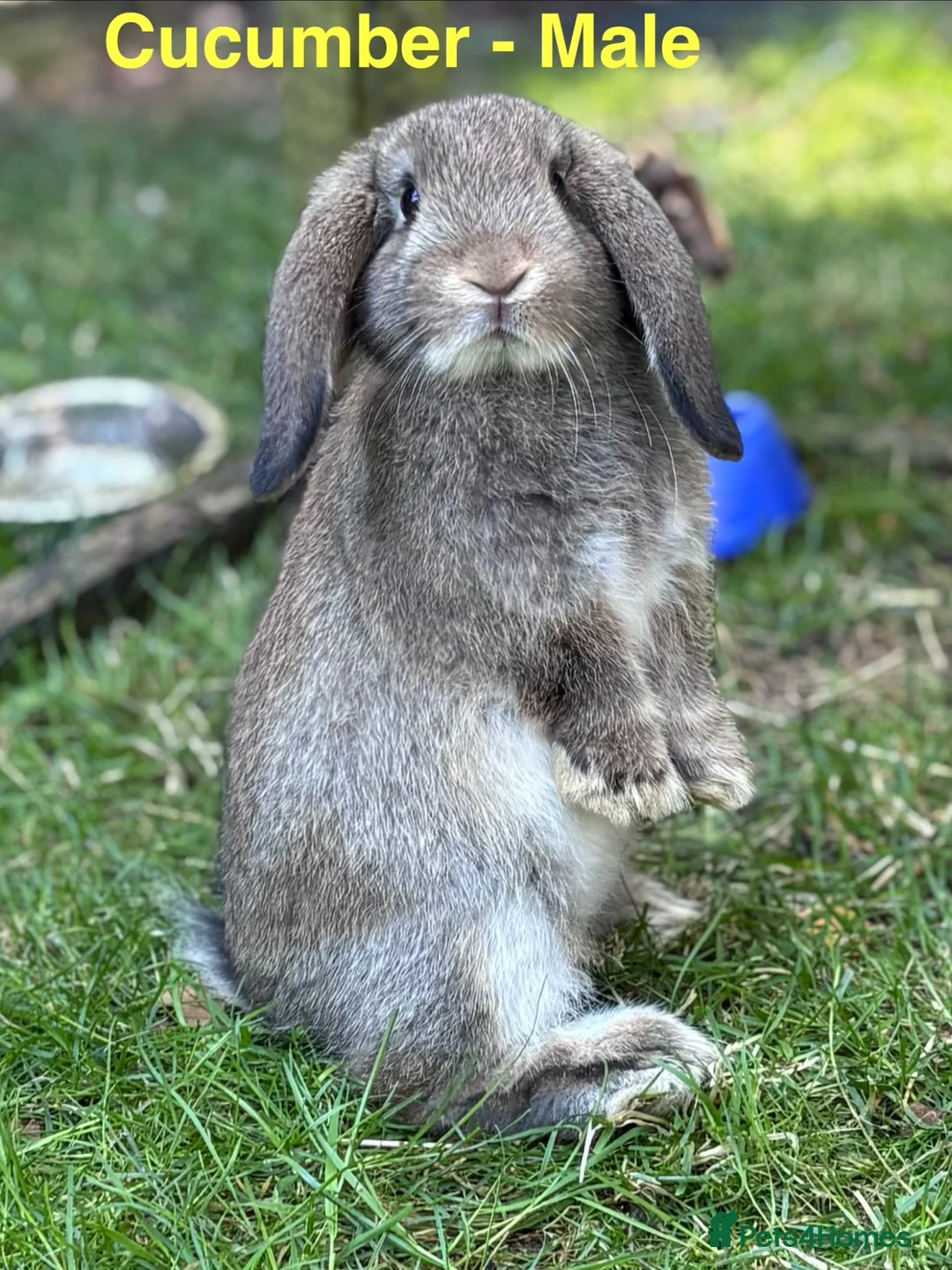 Mini Lop rabbits for sale: Mini Lop Baby Boys - Ready to leave now.  - Advert 2