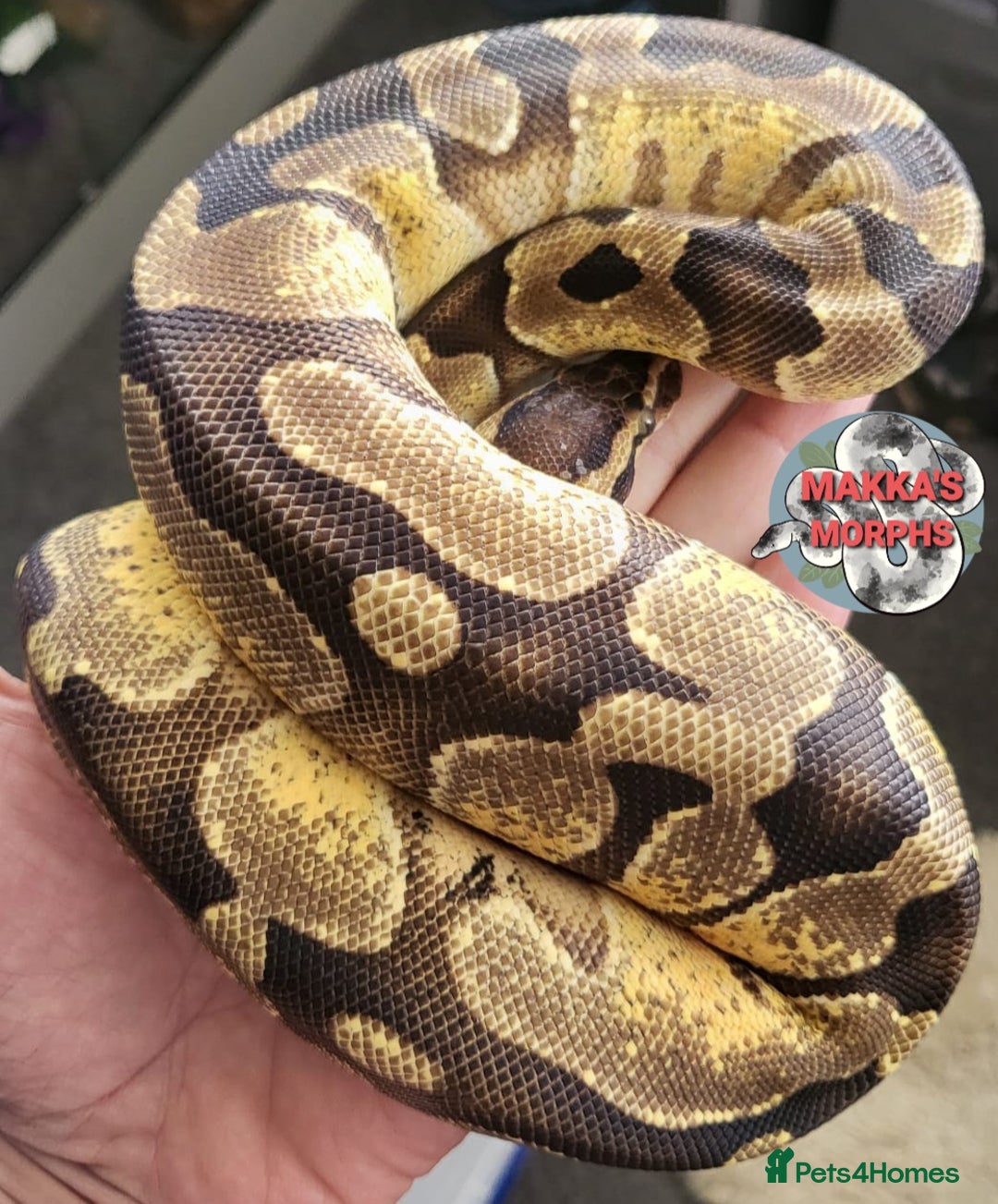Python Snake reptiles for sale: Various hatchlings and sub adults in West Bromwich - Image 10