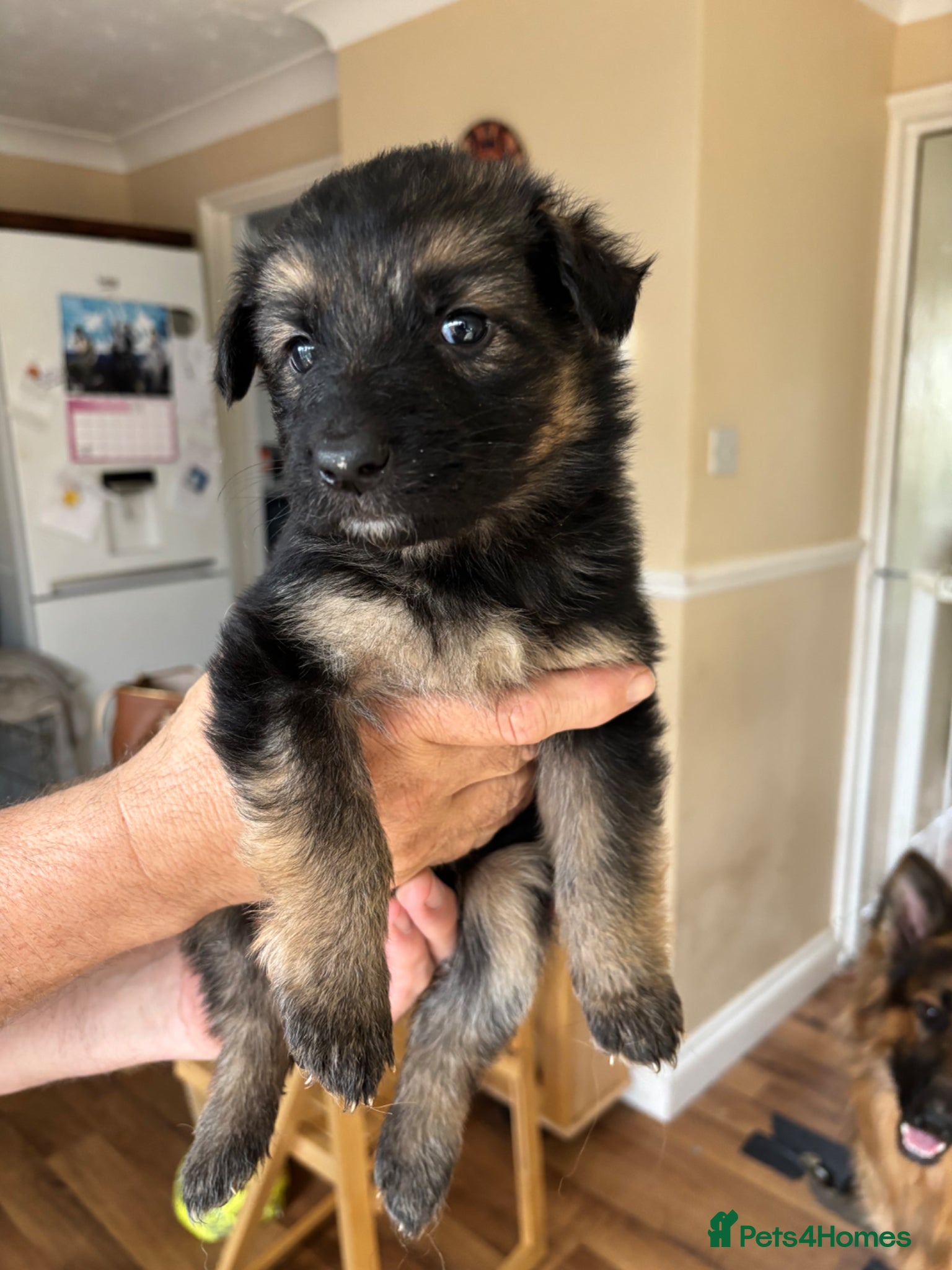 German Shepherd dogs German shepherd puppies - Advert 1